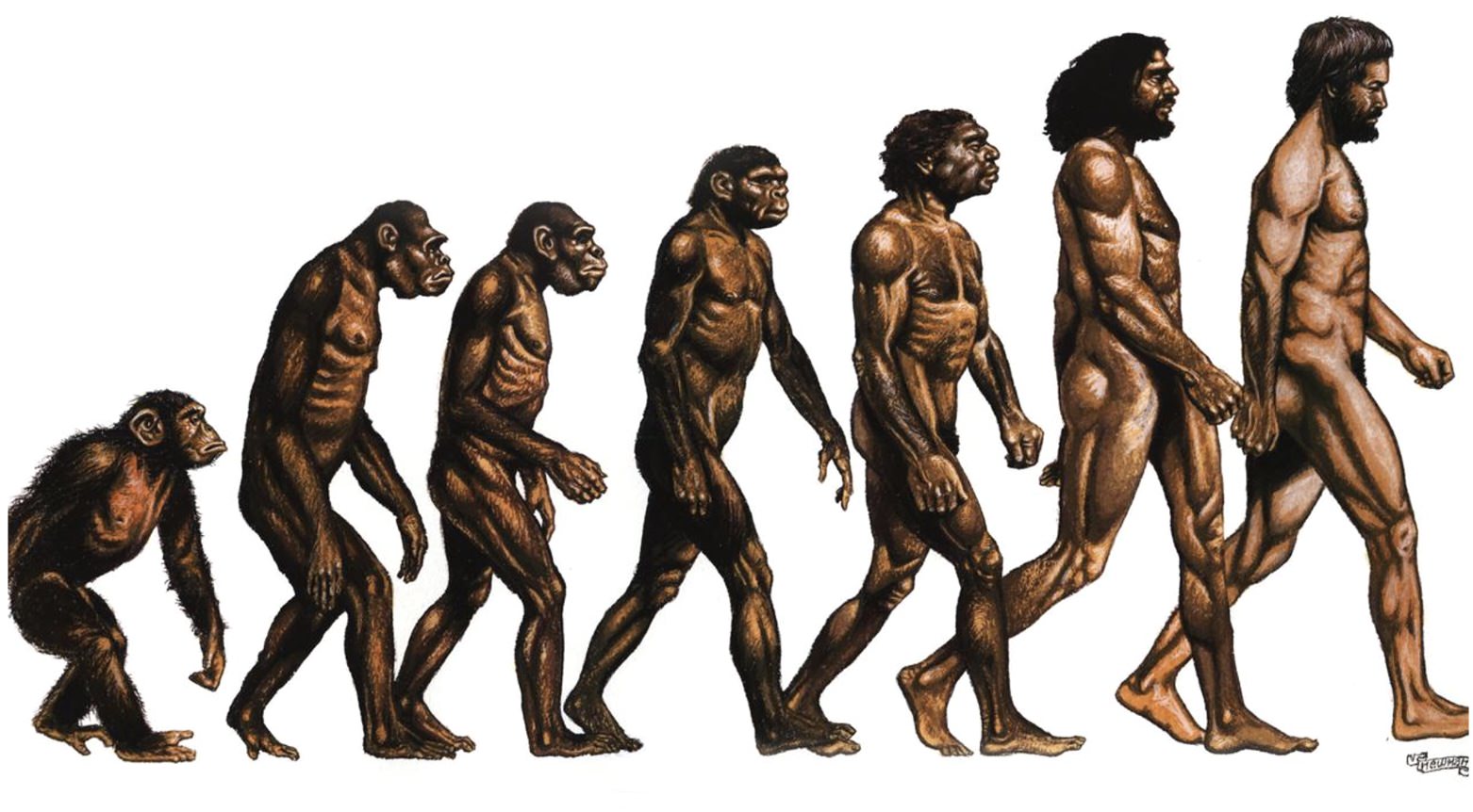 evolution of man chart